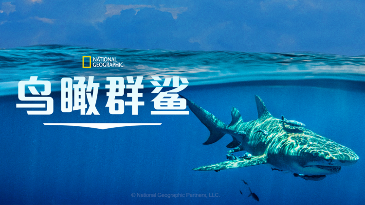 甜小姐与冷先生