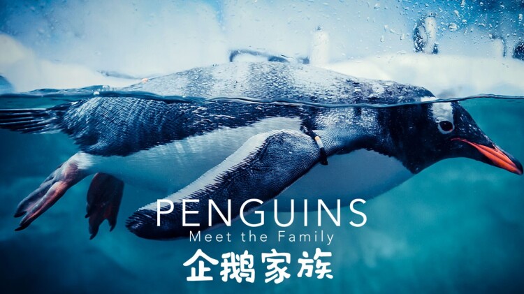 奋斗的乔伊
