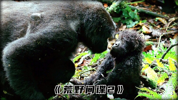 《新版爱和罪孽的痕迹》_免费在线观看