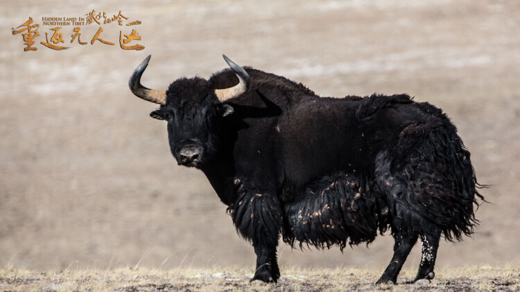 疯狂独角兽