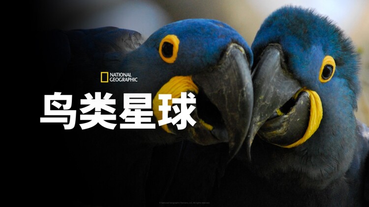 沈三爷宠人入骨：初遇的惊鸿一瞥