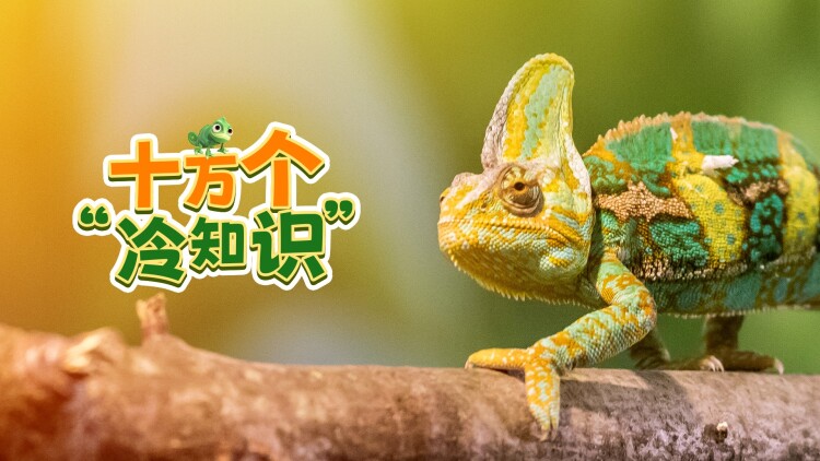怪人开发部的黑井津