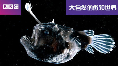 一击倾城